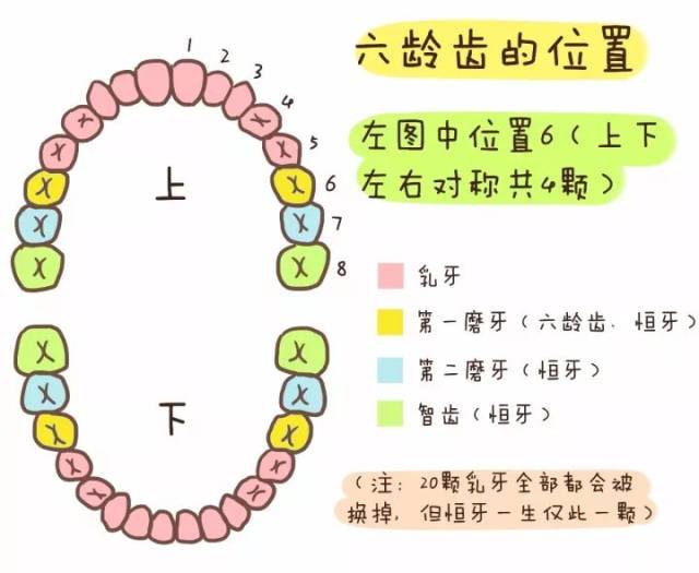 六龄齿在6岁左右萌出. 它是孩子的第一颗恒磨牙, 不再换牙.