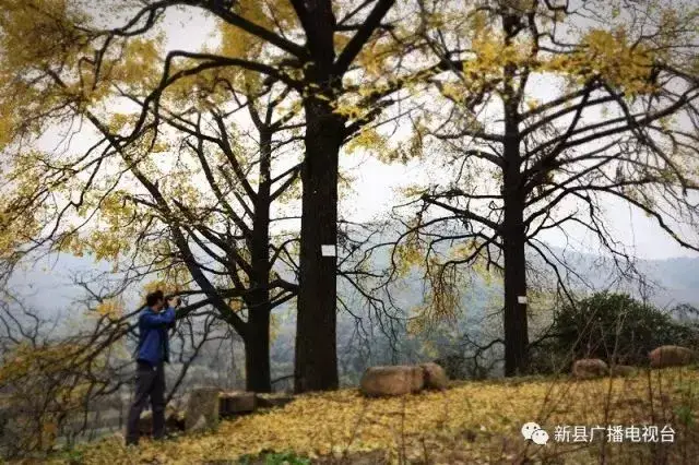 中原银杏第一村——新县杨高山生态风景区