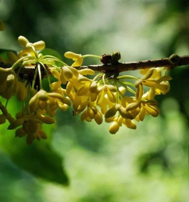 金桂(花色偏黄,淡黄至金黄).