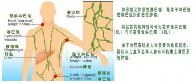 7,署溪淋巴:署溪淋巴和腋下淋巴相同,腋下 淋巴颜色深,署溪淋巴颜色