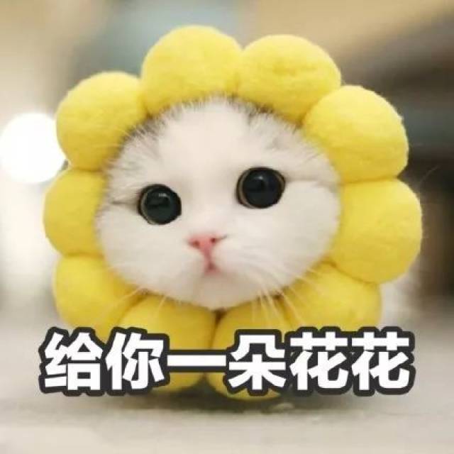 妈妈:"微信头像不能用猫,赶紧给我换了!