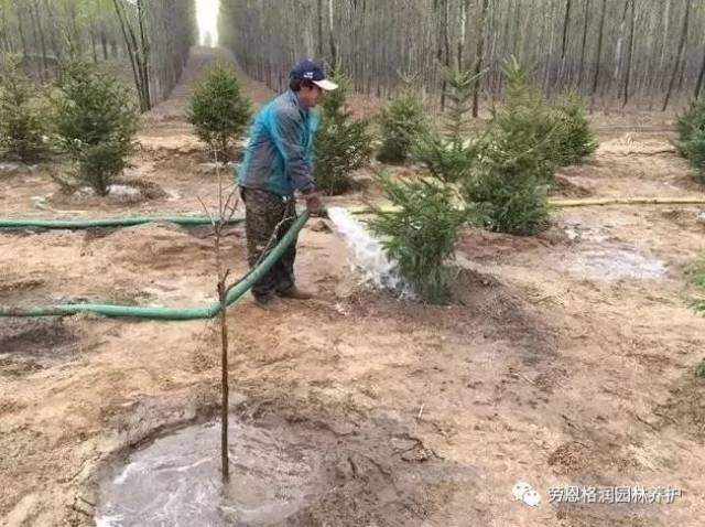 秋季苗木栽植后管理措施及越冬养护