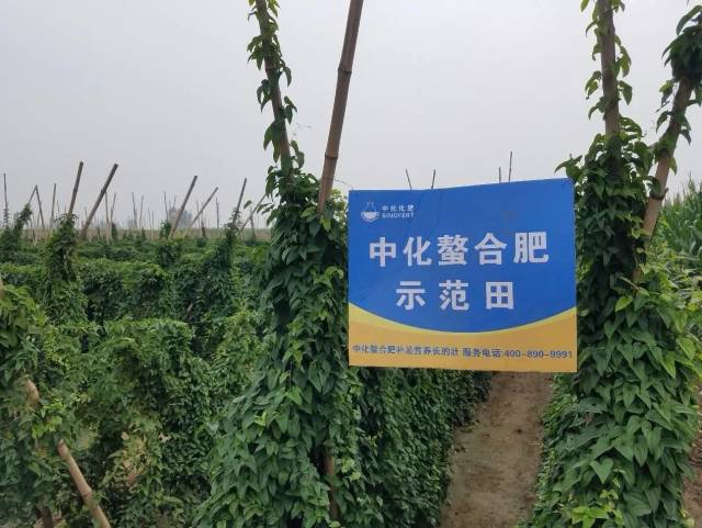 欢迎大家来到中化螯合肥示范田