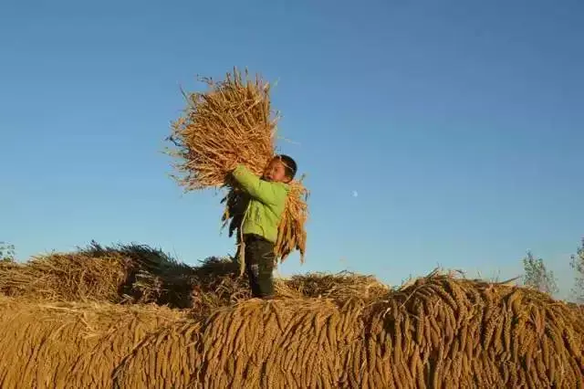 秋天是收获的季节 有一种记忆叫回家秋收 下面这组收秋的照片 纪念