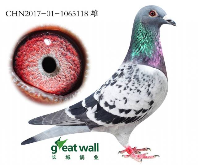 最后几小时!中国长城鸽业精品种鸽拍卖会