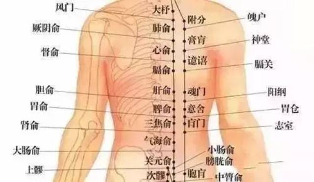 足太阳膀胱经是阳气最旺盛的一条经脉,在人体的腰部和背部,除了正中间