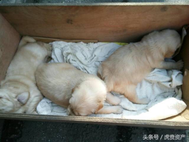 刚出生二十多天的三只金毛小奶狗
