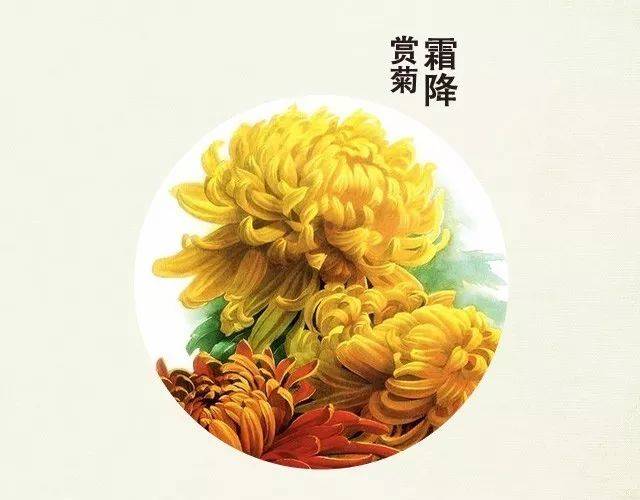 赏菊  霜降时节,正是菊花盛开之际.此时,民间会举行菊花会.