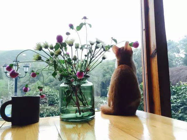 累了和猫咪一起望着窗外发呆