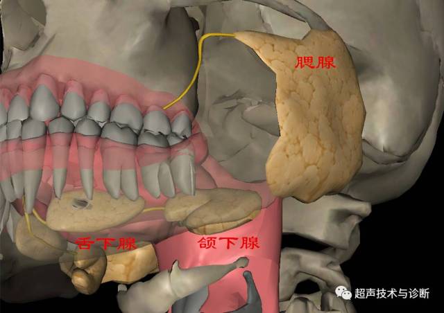 内部回声:与颌下腺相似,因舌下腺较小,有时显示欠清.大小:1.7x0.
