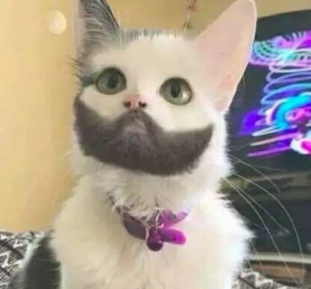 猫咪下巴全是黑毛,就像有了副大胡子一样,这长相也太粗旷了吧!