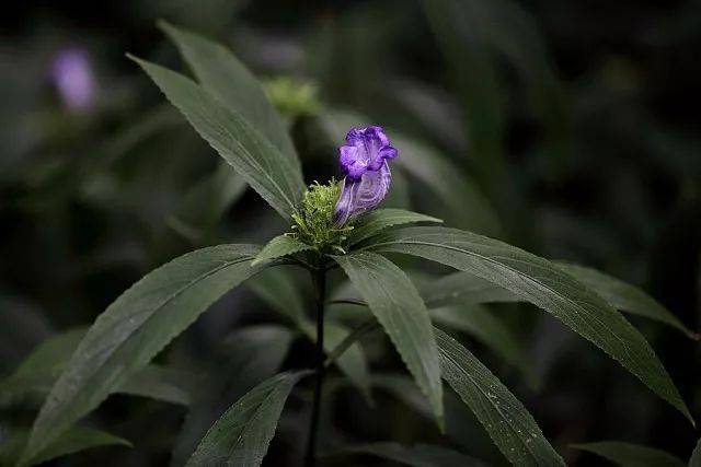 门:被子植物门 纲:双子叶植物纲 目:管状花目 科:爵床科 属:板蓝属 种