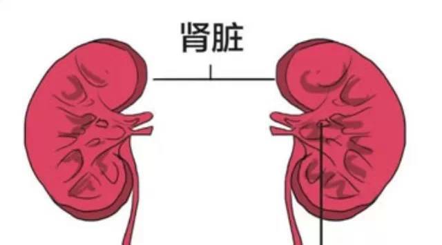 很局限,就是肾脏,位于脊柱两侧,腰中部这个位置,一对蚕豆状,拳头
