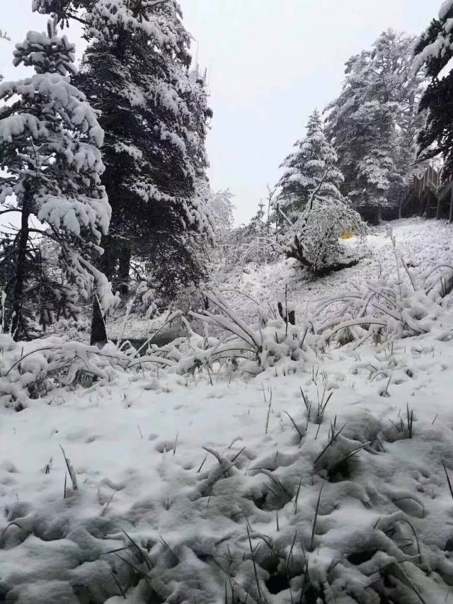 从21号晚上,西岭雪山日月坪无端端就飘起了鹅毛大雪!