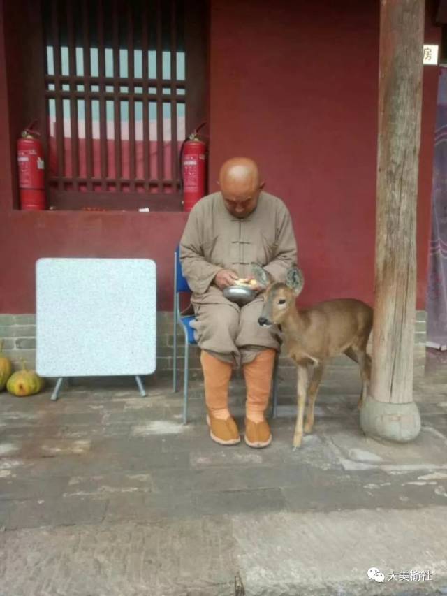 榆社:河峪禅隐山崇圣寺的小野鹿长大了!