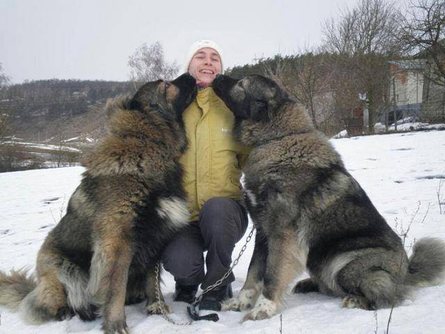 世界上体型最大的10个犬种,许多品种,你还以为是串串!