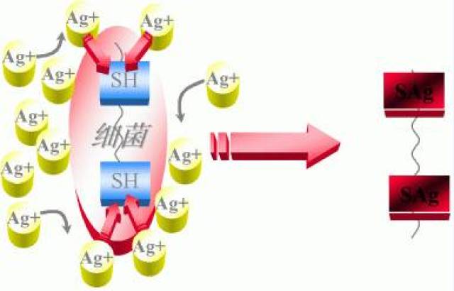 【银离子杀菌示意图】
