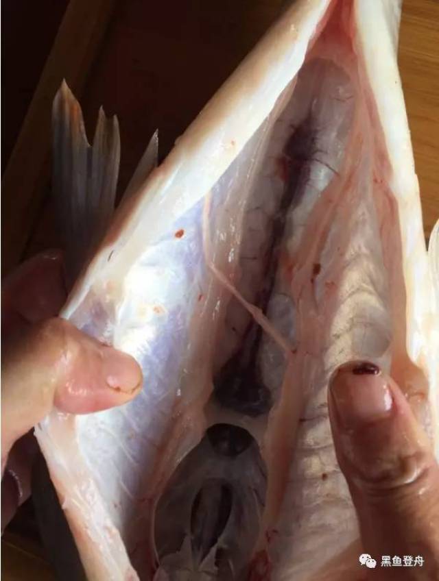 每天认识一种鱼(33)丨"皇帝鱼"苏丹,马来西亚身价第二
