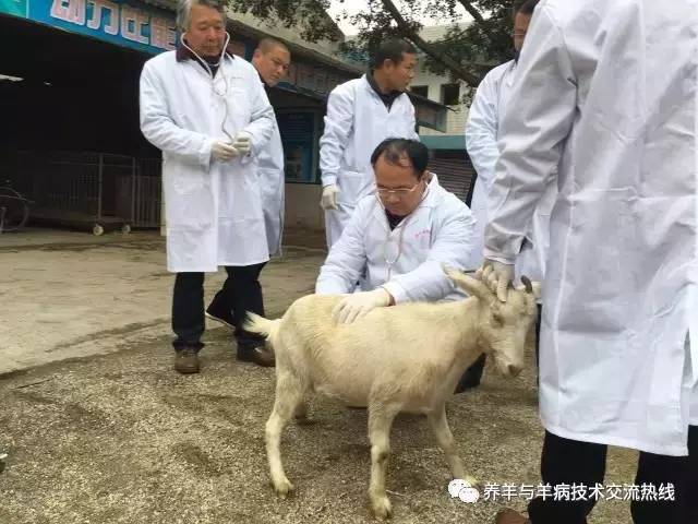羊场高级兽医培训班开班啦!