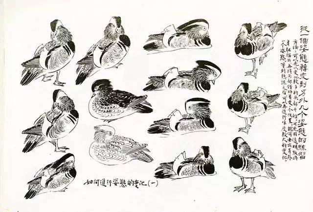 著名画家孙其峰《花鸟画谱》之鸳鸯的画法 学习欣赏