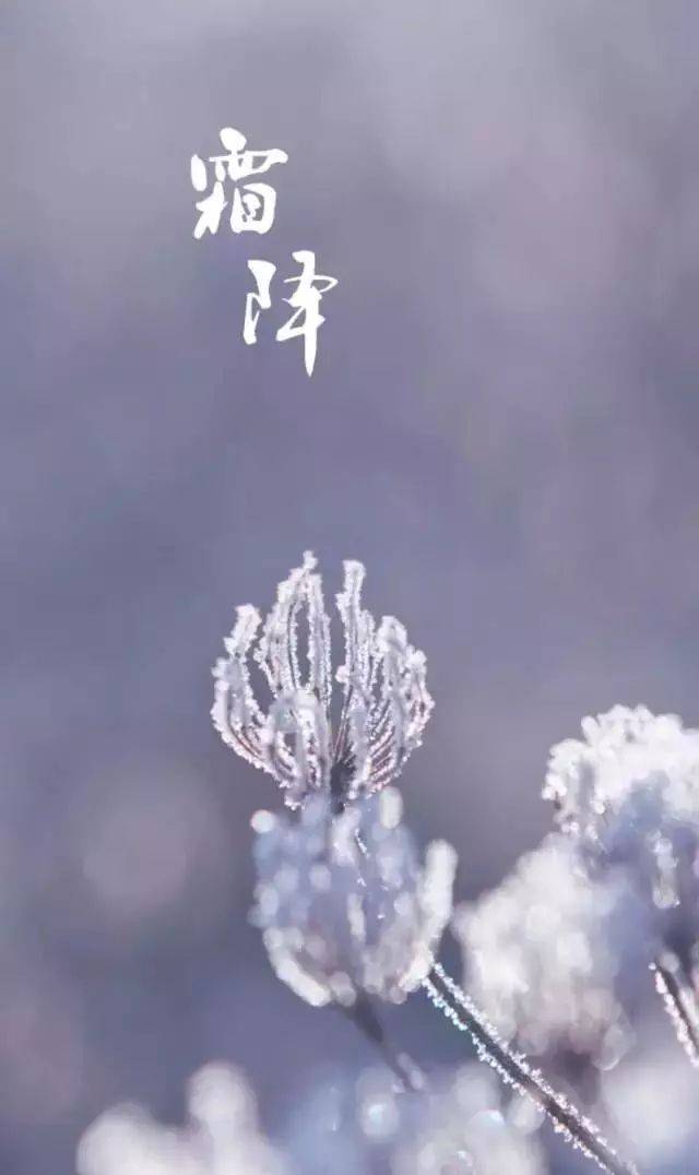 今日霜降|秋天最后一道风景