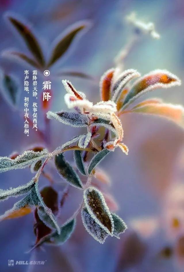 使能节气历壁纸:霜降