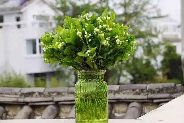 茉莉花介绍与养护