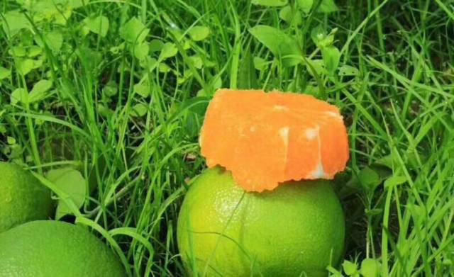 九个月可以吃西瓜吗 d595415701284e2ab4ae8394578c8616.jpeg