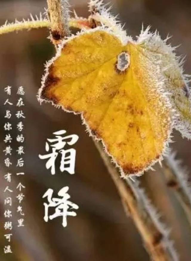 白昼秋云散漫远,霜月萧萧霜飞寒 霜降"一年补透透,不如补霜降