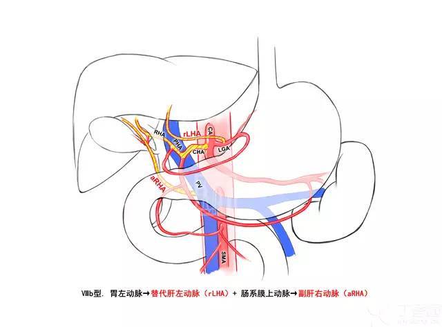 精彩手绘图 轻松学解剖:肝动脉之舞