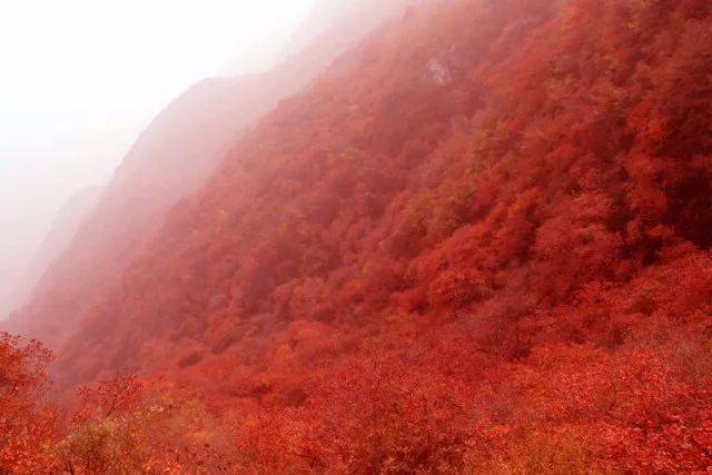 看红叶?来房山!