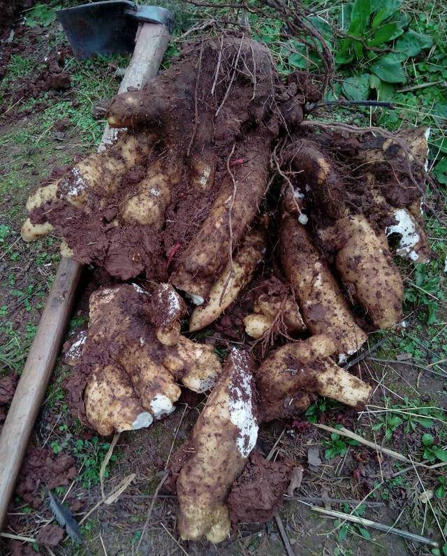 小时候在农村,野山药是秋末冬初常吃的野菜,老家有些地方也叫"野番薯"