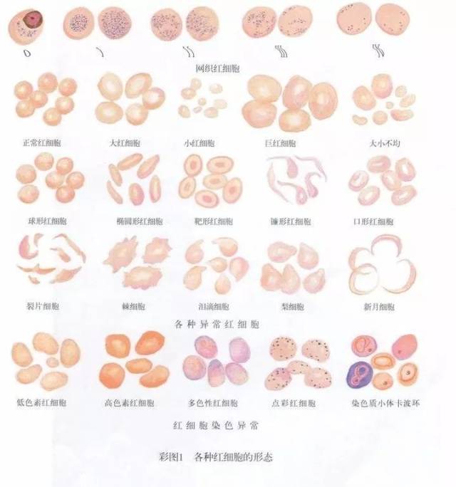 红细胞生理特征