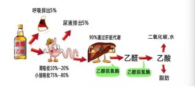 先来看看酒精在人体内的代谢过程