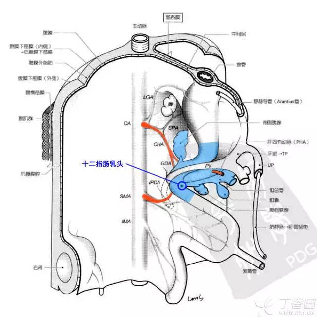 精彩手绘图 轻松学解剖:肝动脉之舞