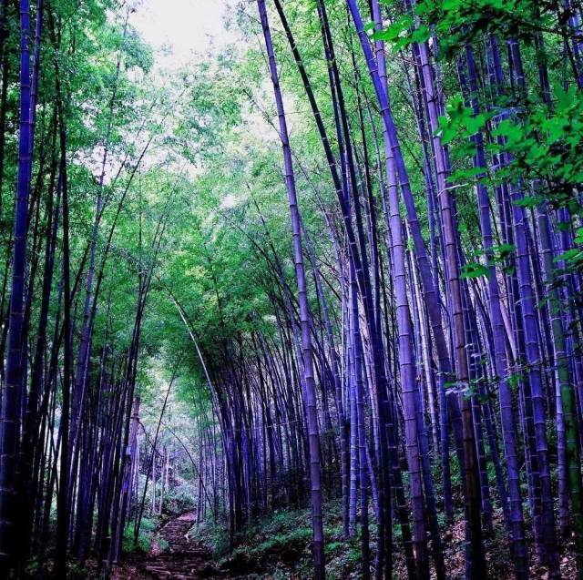 感受穿越千年的唐风宋韵 游览普济禅寺以及观音的居住地——紫竹林