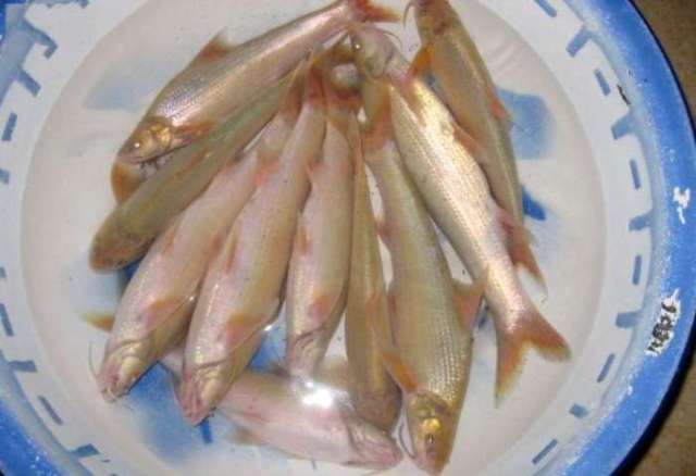 长江里消失的鱼种"水米子"细白鳞, 肉细嫩越土越好吃