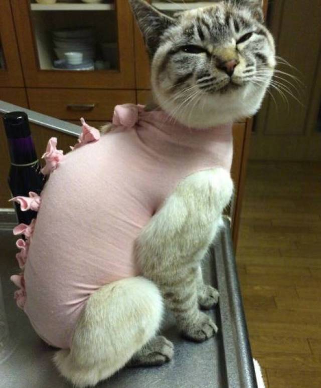 全日本最丑的猫,今天全都聚集在推特上了.