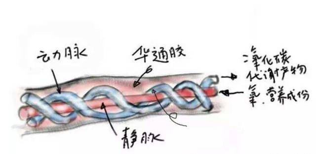 产检无异常,宝宝脐带扭转25周像螺旋!做对这件事可避免吗?