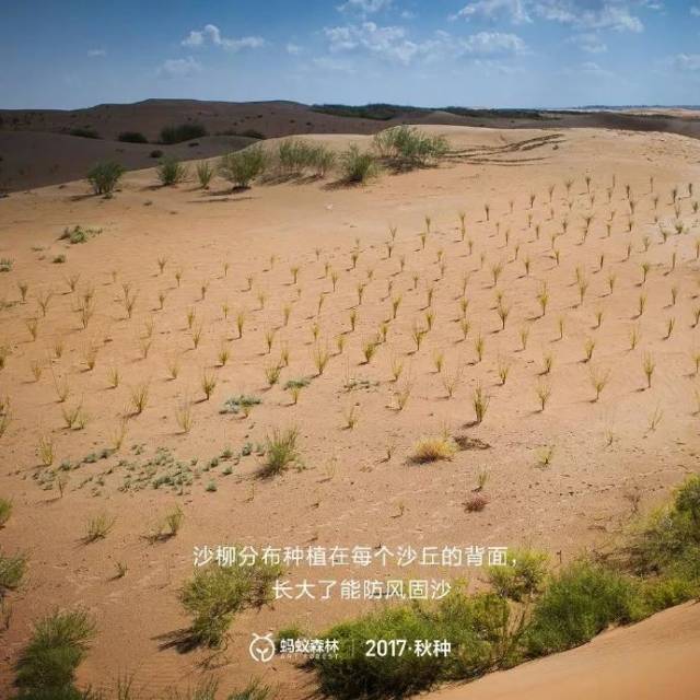 截止2017年8月底,蚂蚁森林在内蒙古阿拉善,库布其,甘肃武威等地区,已