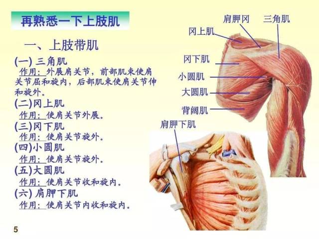 起点:肩胛骨冈下窝 止点:肱骨大结节中部 功能:可外旋,内收肩关节