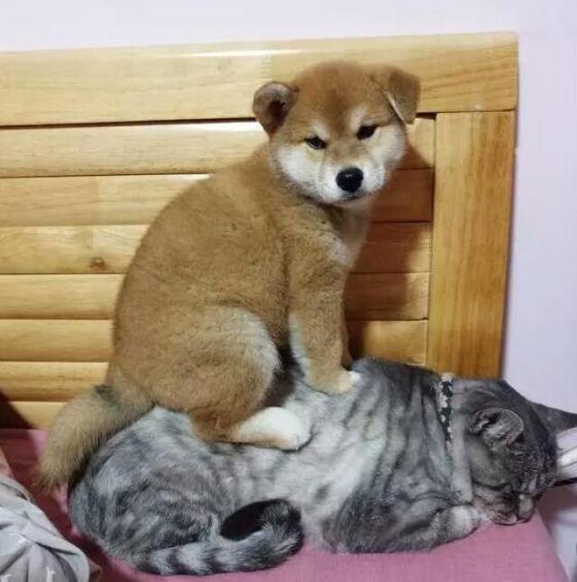 谁说狗狗就该受猫主子的欺负,狗主子也会反抗,真心疼一边的猫咪