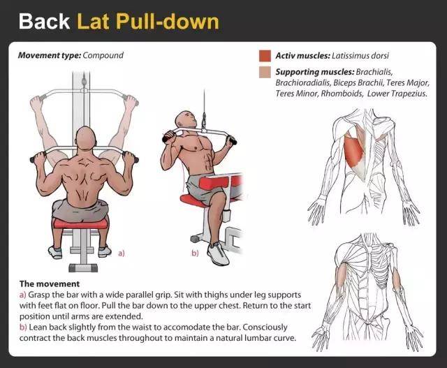 史上最全的背部肌群基础训练教学