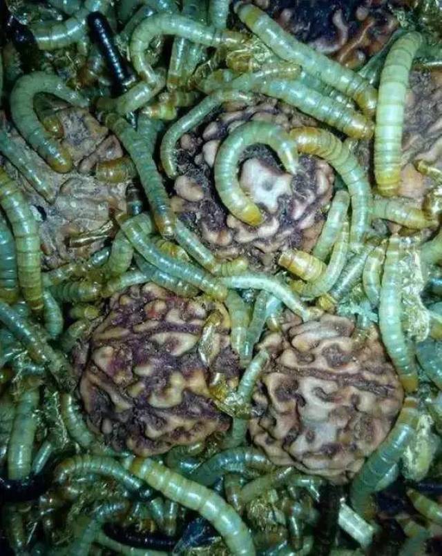 尼泊尔金刚菩提的套路只有你想不到:夹板、脚踩、虫盘、玉化液..