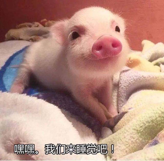 这猪不能吃,因为它有20万粉丝!