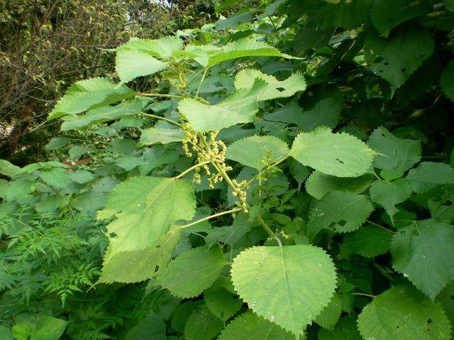 农民想致富,种植苎麻好选择!