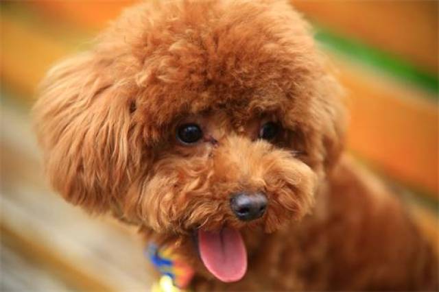 泰迪狗眼睛流黄眼屎,泰迪幼狗眼屎黄怎么办-宠