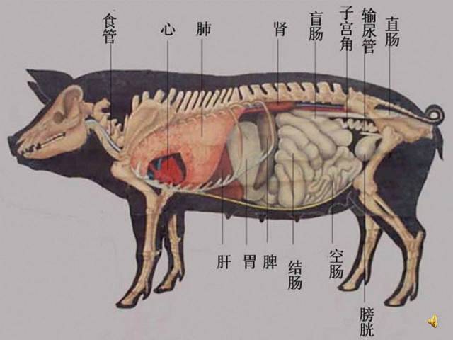 老刘养猪培训 解剖——传染性胸膜肺炎