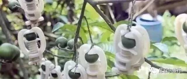 尼泊尔金刚菩提的套路只有你想不到:夹板、脚踩、虫盘、玉化液..