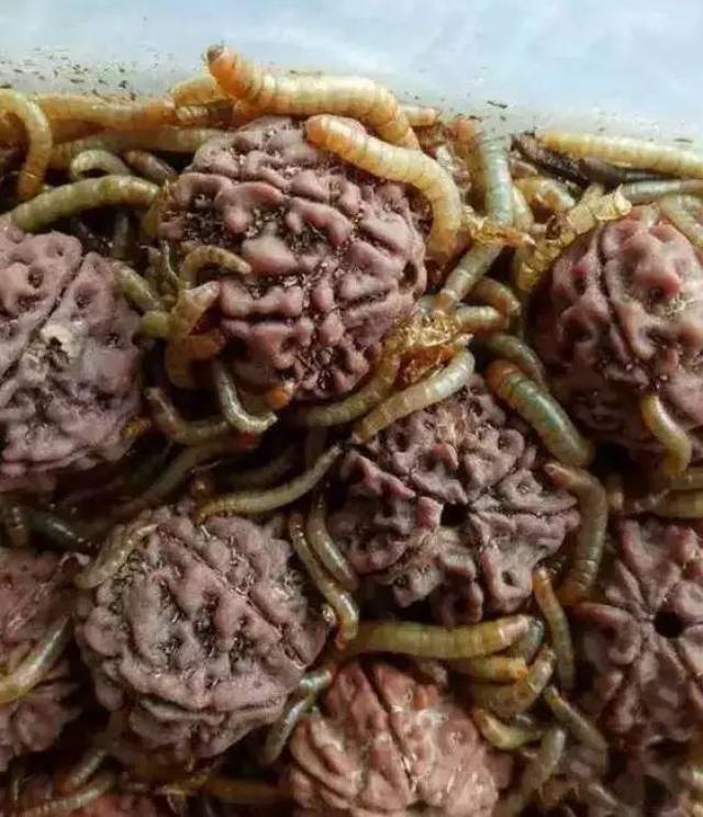 尼泊尔金刚菩提的套路只有你想不到:夹板、脚踩、虫盘、玉化液..